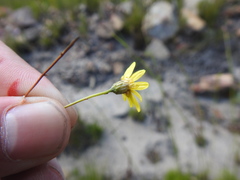 Ursinia punctata