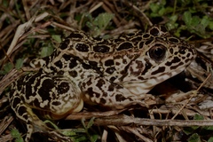 Lithobates areolatus