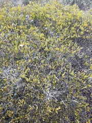 Maytenus phyllanthoides