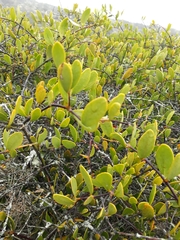 Maytenus phyllanthoides