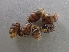 Vertigo californica