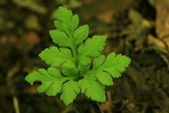 Sceptridium robustum