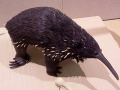 Eastern Long-Beaked Echidna photo 4