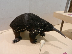 Eastern Long-Beaked Echidna photo 5