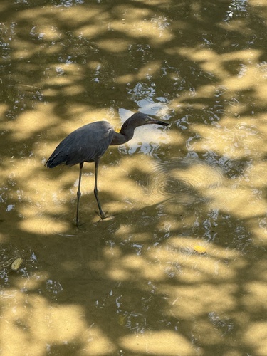 Reddish Egret (Egretta rufescens)
