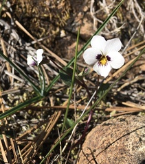 Viola cuneata