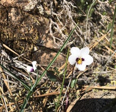 Viola cuneata