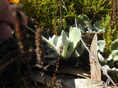 Arctotis rotundifolia