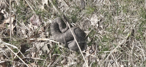 Eastern Massasauga