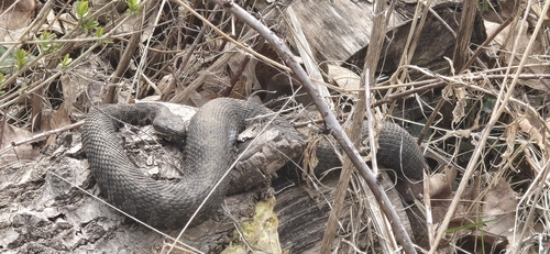 Eastern Massasauga