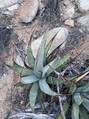 Agave asperrima
