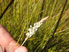 Bulbinella trinervis