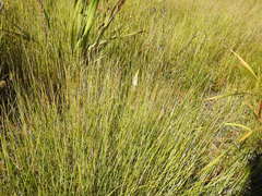 Bulbinella trinervis