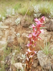 Disa