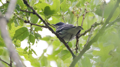 Cerulean Warbler (Setophaga cerulea), photo 3