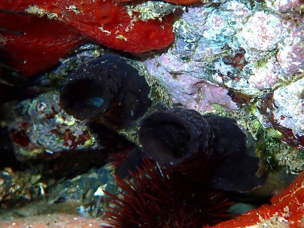 Phallusia fumigata (Grube, 1864)