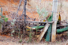 Campylorhynchus gularis