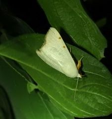 Xanthodes amata