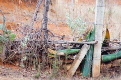 Campylorhynchus gularis