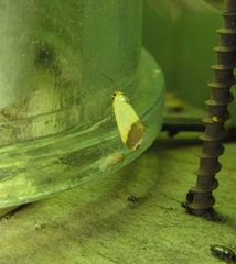 Acontia thapsina