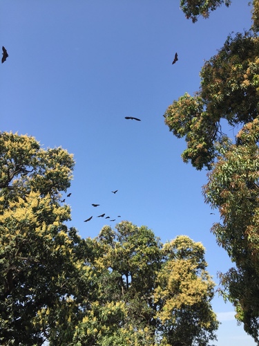 Indian Flying Fox