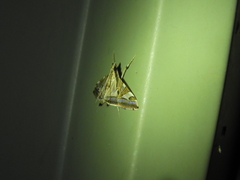 Agrioglypta itysalis