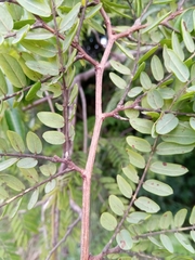 Dalbergia chlorocarpa image