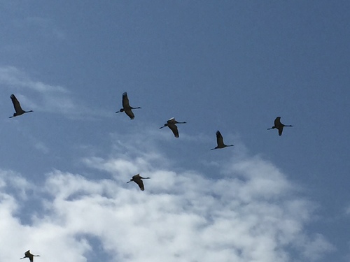 Common Crane