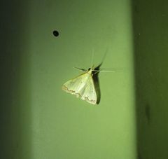 Autocharis hedyphaes