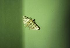 Cnaphalocrocis loxodesma