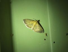 Pramadea lunalis