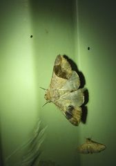 Bastilla solomonensis