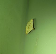 Eublemma perversicolor