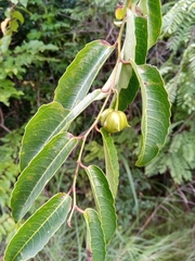 Sclerocroton melanostictus image