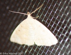 Zanclognatha jacchusalis