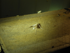 Euclasta maceratalis
