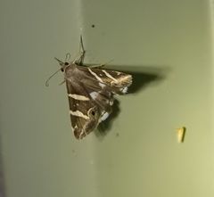 Grammodes pulcherrima