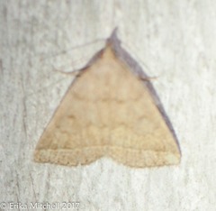 Zanclognatha jacchusalis
