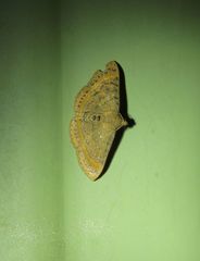 Homodes bracteigutta