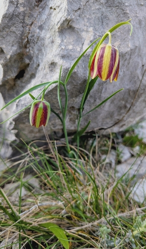 Mediterranean Fritillary (Fritillaria messanensis)