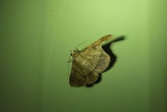 Hypospila dochmotoma