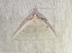 Zanclognatha jacchusalis