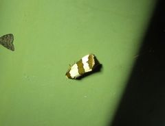 Micrapatetis orthozona