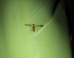 Nippoptilia cinctipedalis