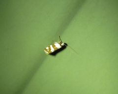 Prepocosma schalidota