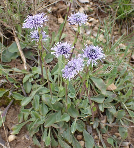 Globularia vulgaris, photograph 1