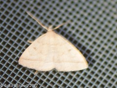 Zanclognatha jacchusalis