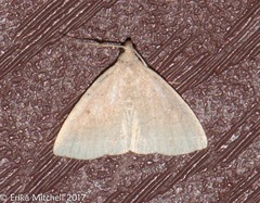 Zanclognatha jacchusalis