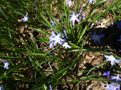 Scilla forbesii