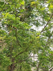 Pterocarya tonkinensis